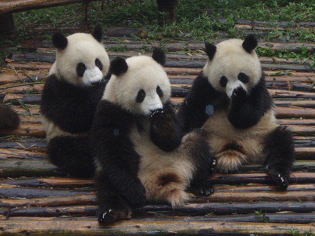 imagens-fofas-de-pandas_5