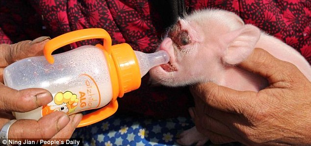 porco-criatura-macaco_03