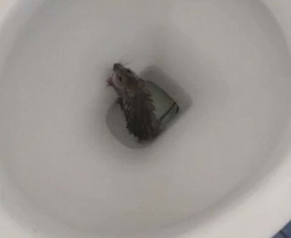 Vídeo chocante mostra rato saindo de vaso sanitário