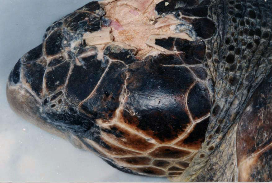 tartaruga-gigante_1