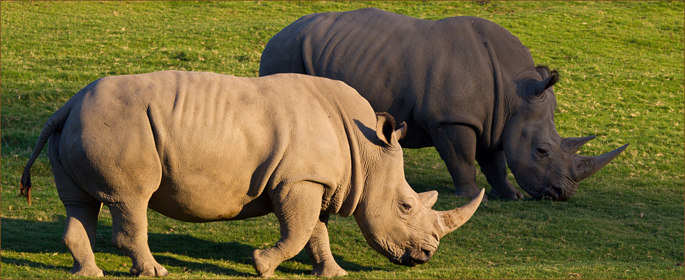 unico-rinoceronte-brando