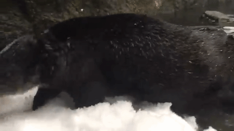 Zoológico-é-fechado-por-conta-da-neve-mas-ninguém-esperava-que-isso-acontecesse_1