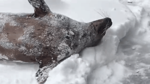 Zoológico-é-fechado-por-conta-da-neve-mas-ninguém-esperava-que-isso-acontecesse_2