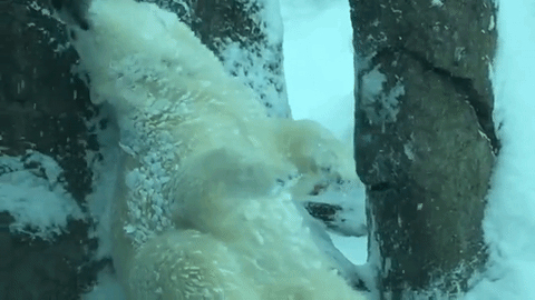 Zoológico-é-fechado-por-conta-da-neve-mas-ninguém-esperava-que-isso-acontecesse_3