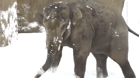 Zoológico-é-fechado-por-conta-da-neve-mas-ninguém-esperava-que-isso-acontecesse_4