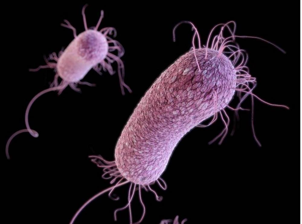 bacterias_01