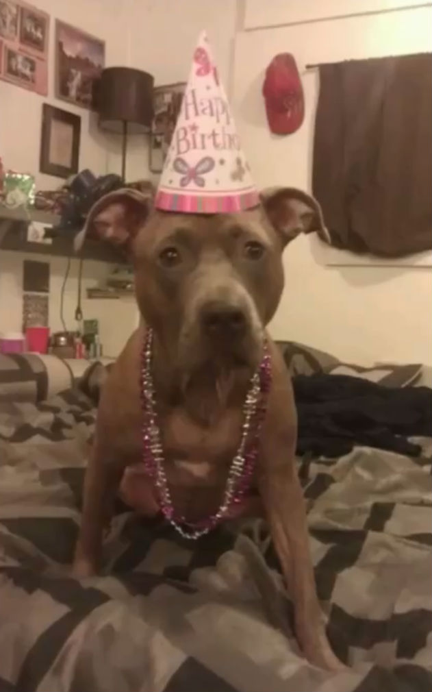 cadela-morre-na-praia_02