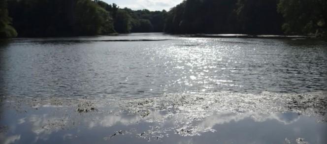 cadela-morre-na-praia_04