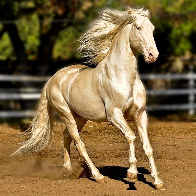 cavalo-mais-bonito-do-mundo_1