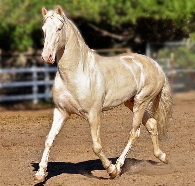 cavalo-mais-bonito-do-mundo_2