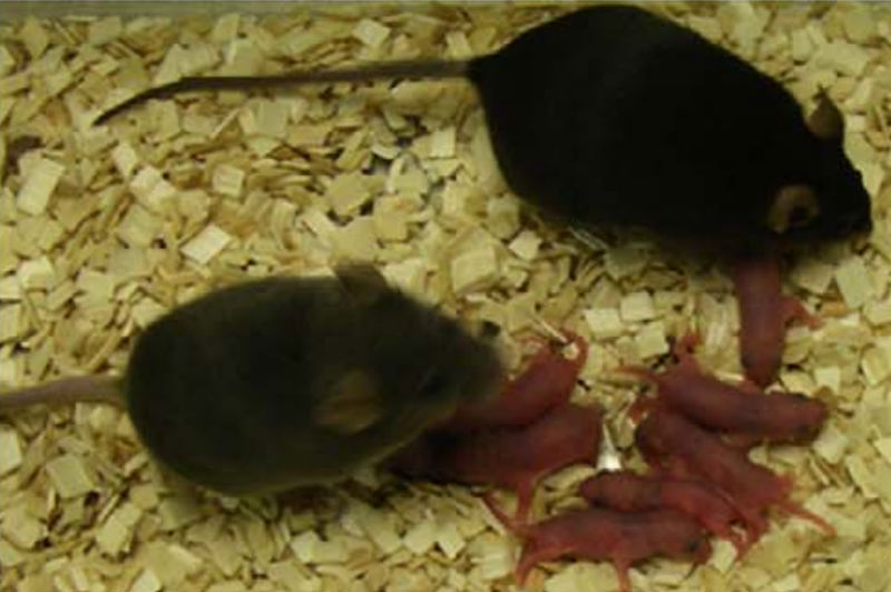 cientistas-criaram-ratos-sem-fertilizacao_