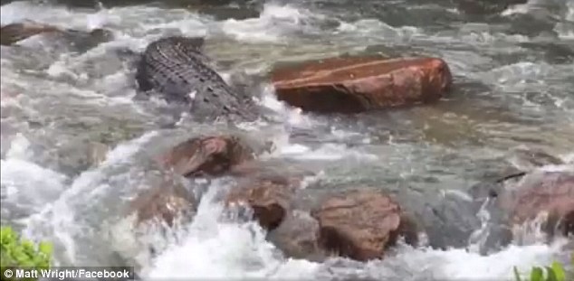 crocodilo-gigante_5