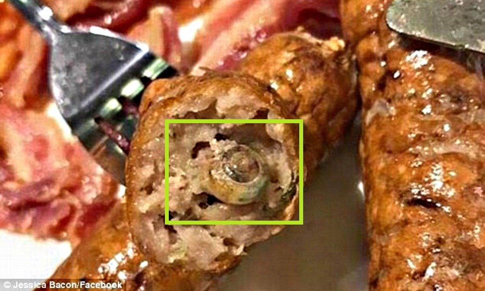 estudante-encontra-caracol_1