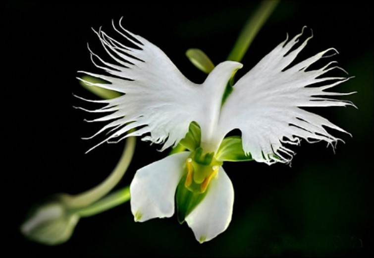 flores-que-imitam-outros-seres_10