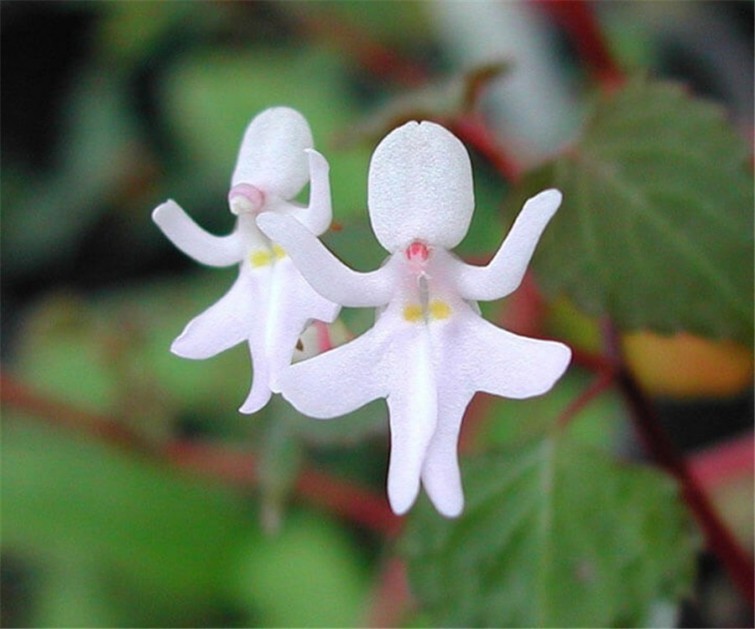 flores-que-imitam-outros-seres_11