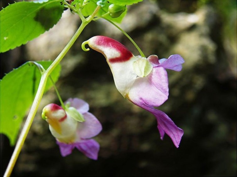 flores-que-imitam-outros-seres_12