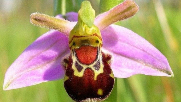flores-que-imitam-outros-seres_13