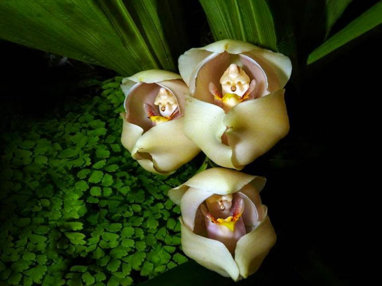 flores-que-imitam-outros-seres_15