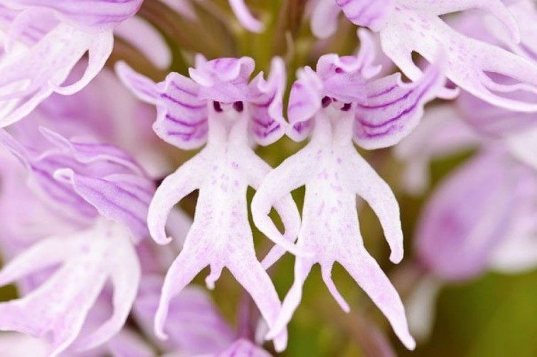 flores-que-imitam-outros-seres_3