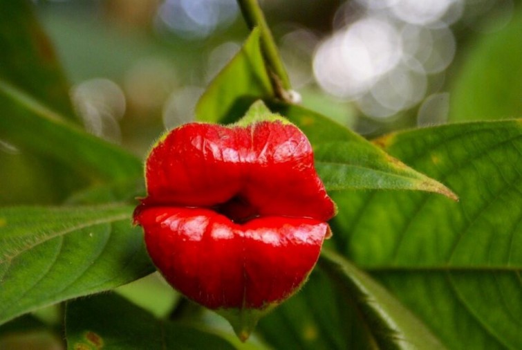 flores-que-imitam-outros-seres_4