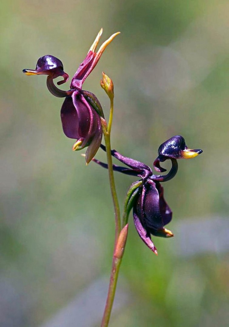 flores-que-imitam-outros-seres_5