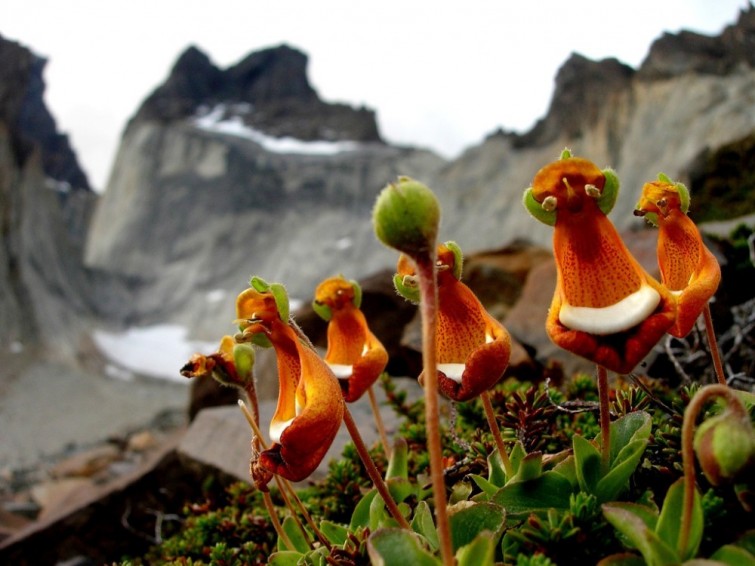 flores-que-imitam-outros-seres_6