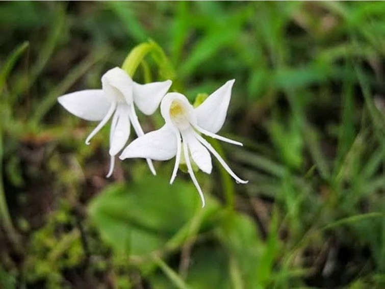 flores-que-imitam-outros-seres_7