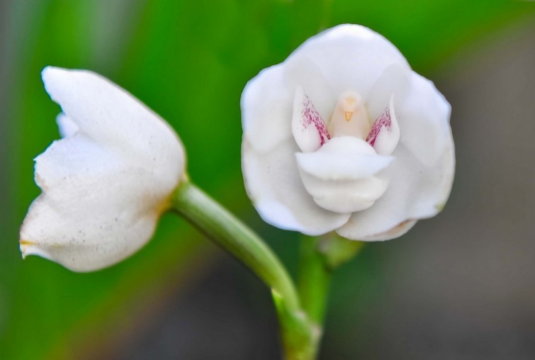 flores-que-imitam-outros-seres_8