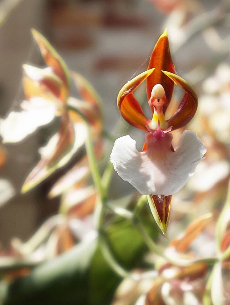flores-que-imitam-outros-seres_9