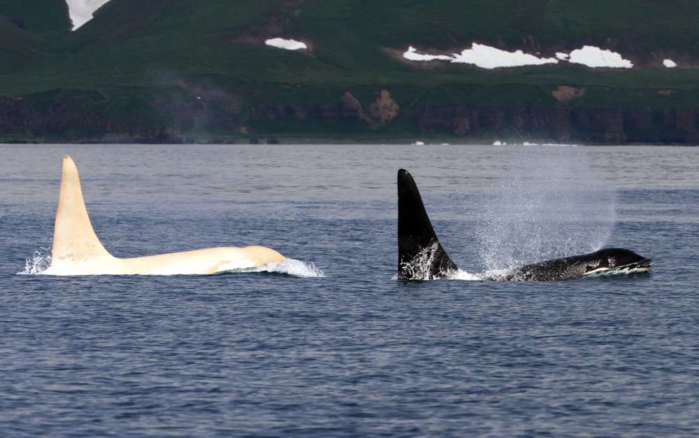 orca-branca_02