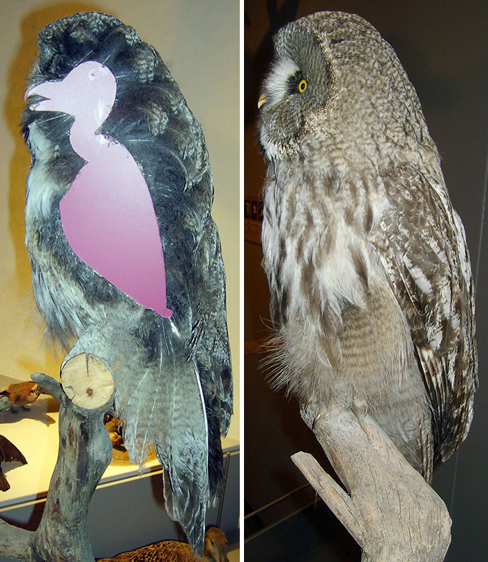 owls-without-feathers-2.