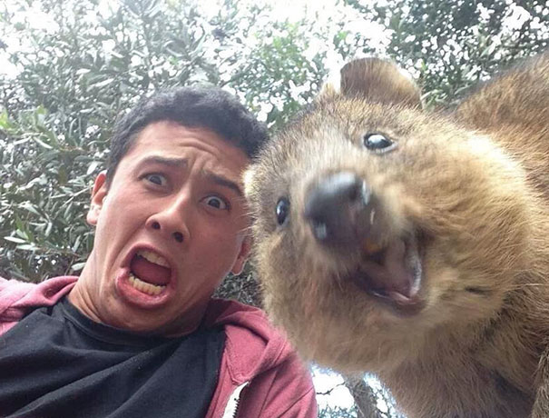 selfies-animais_4