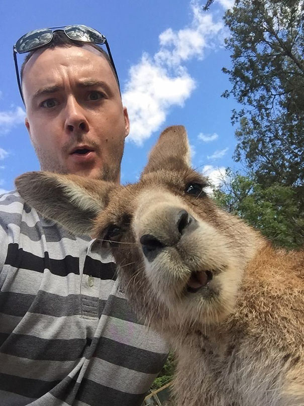selfies-animais_7