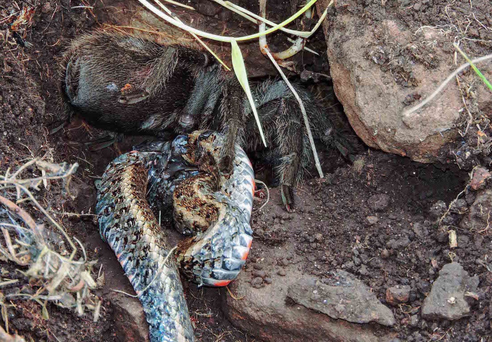 tarantula-e-vista-comendo-serpente_2