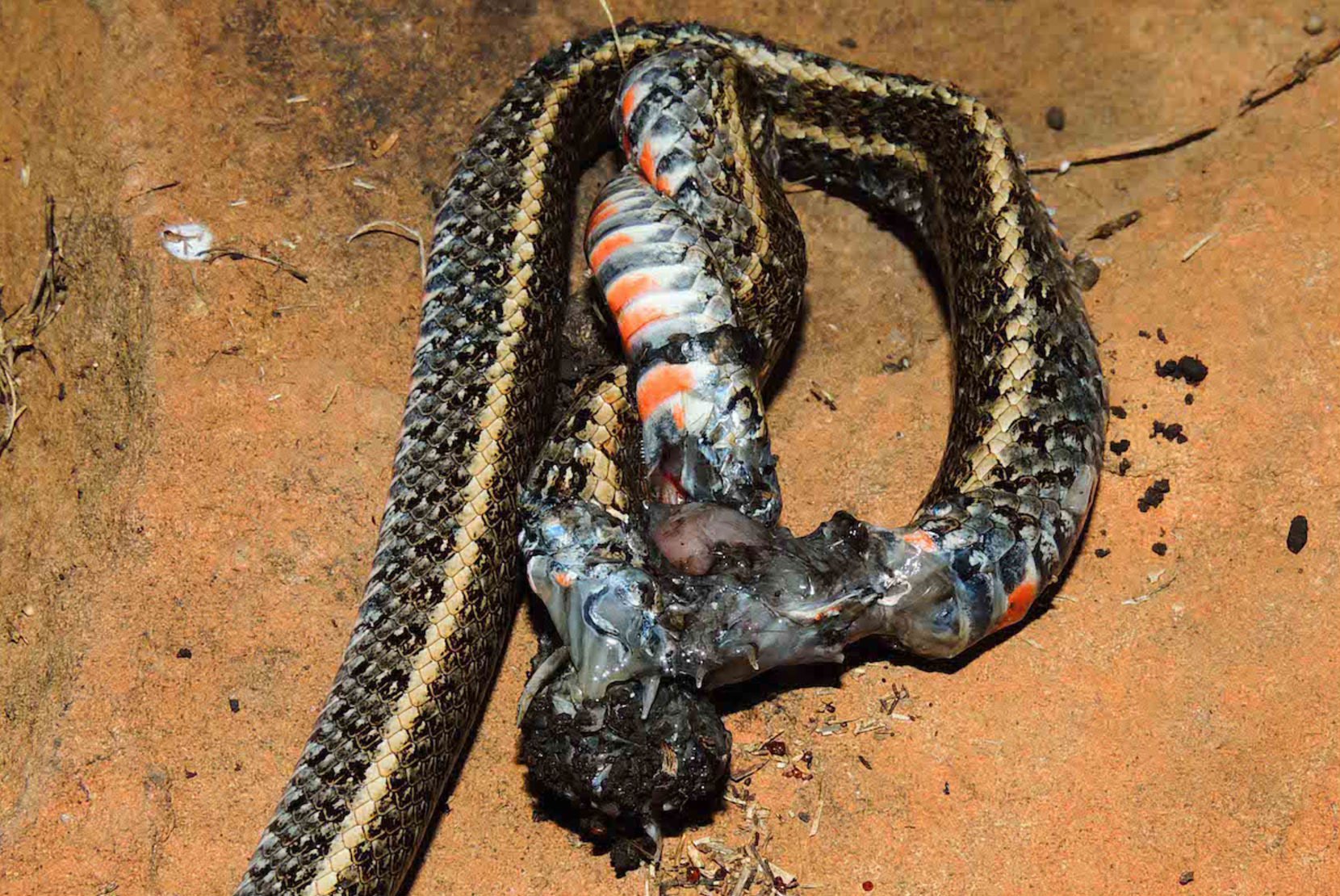 tarantula-e-vista-comendo-serpente_3