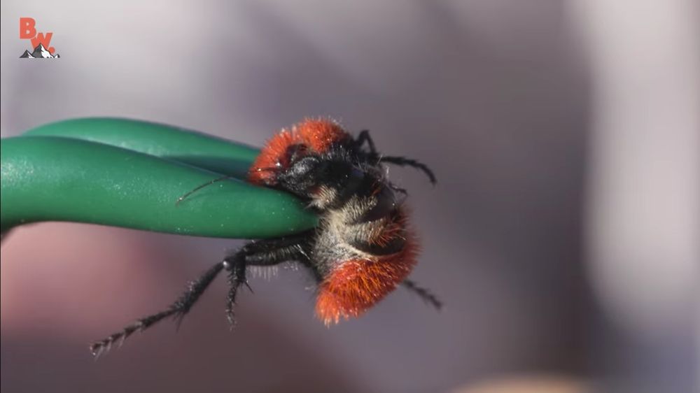 velvet_ant