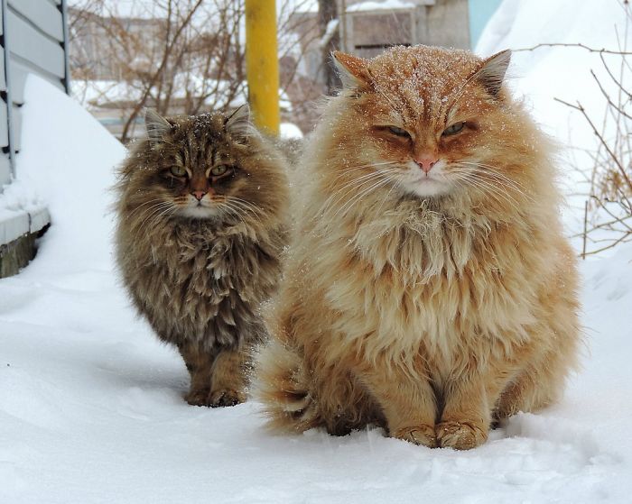 animais-e-suas-cabeleiras_5