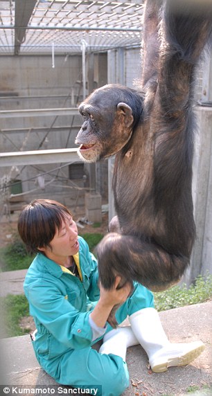 chimpanze-down_4