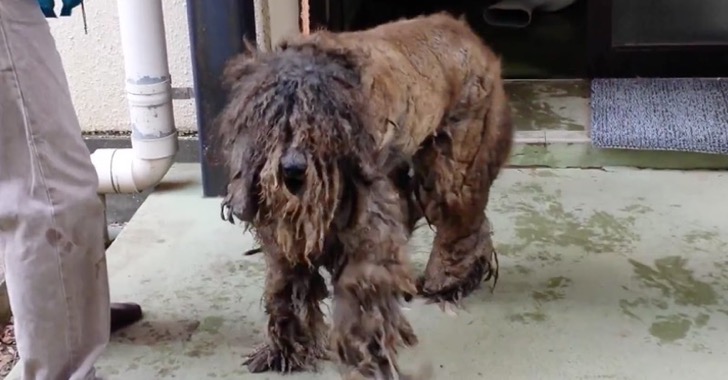 cão-recuperação-inacreditável_1