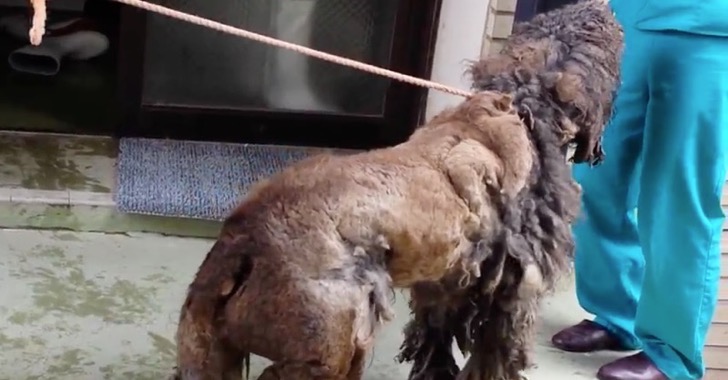 cão-recuperação-inacreditável_2