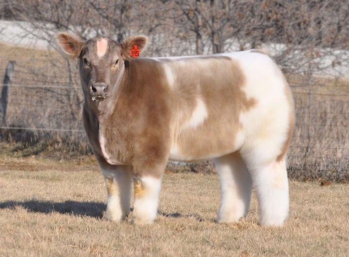 funny-hairy-animals.vaca