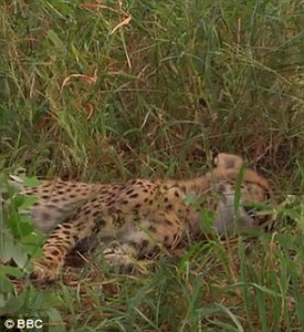 guepardo_05