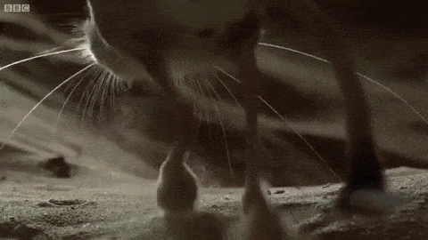 jerboa-metade-canguru-metade-velaciraptor