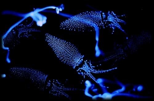 lulas-bioluminescentes01