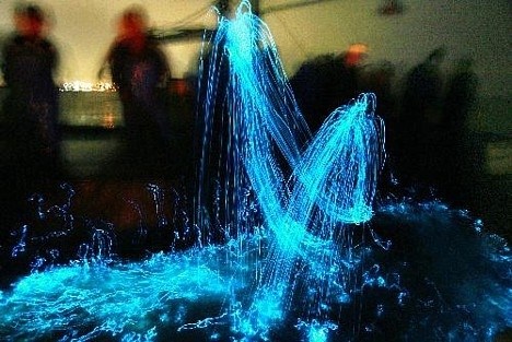 lulas-bioluminescentes02
