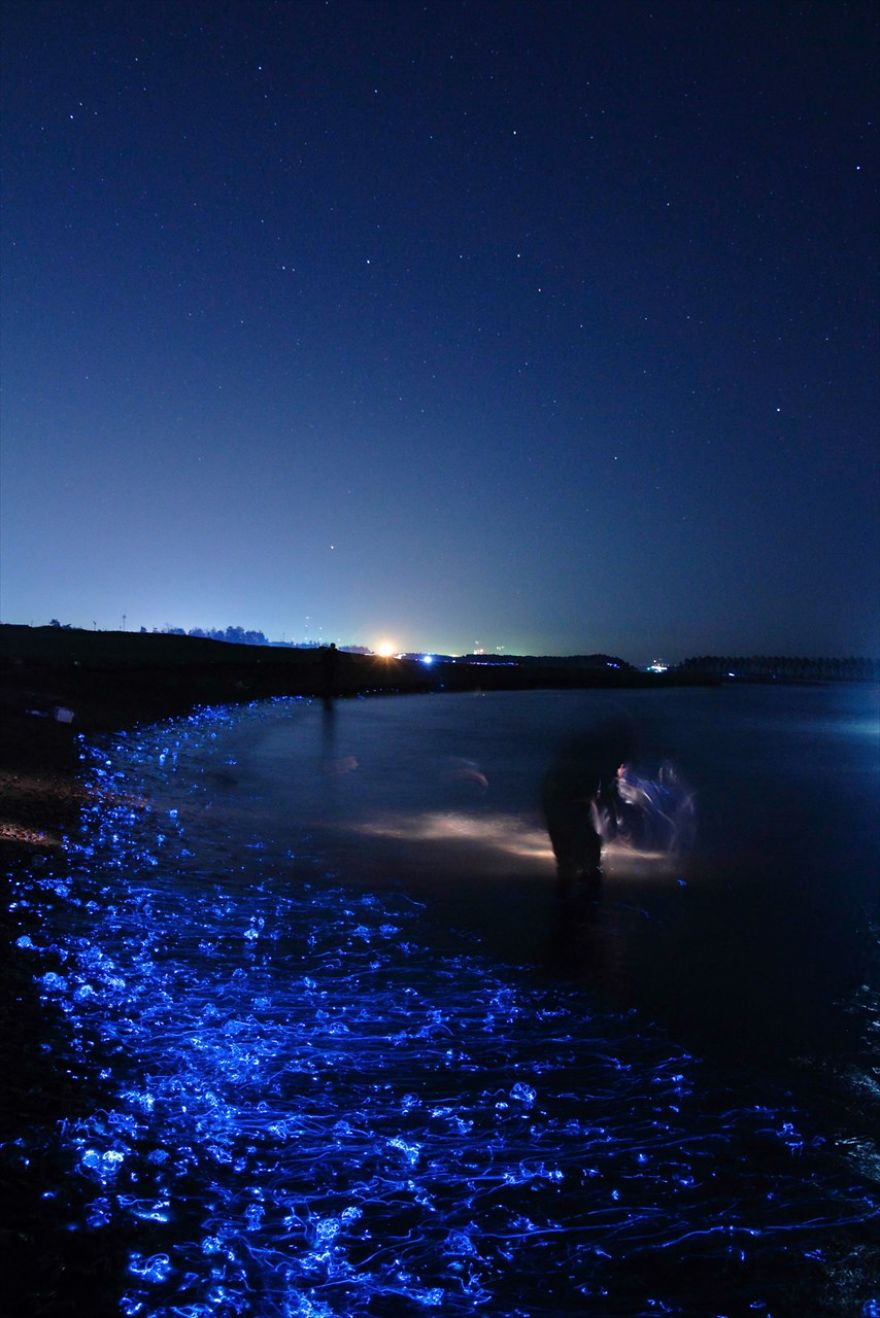 lulas-bioluminescentes04