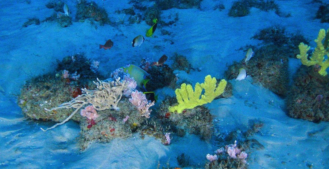 recfe-de-coral