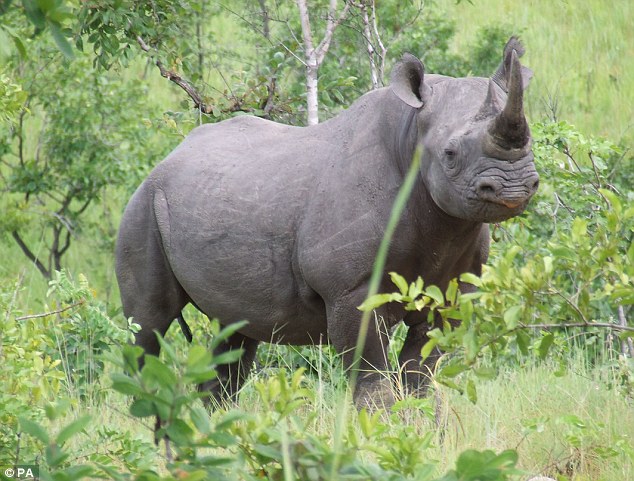 rinoceronte-negro_02