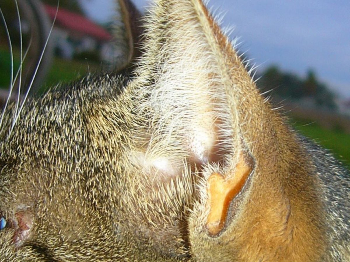 O que é essa dobrinha/buraco na orelha de cães e gatos? Ela tem um nome  específico? Pra que ela serve ou e qual sua explicação evolutiva? : r/brasil