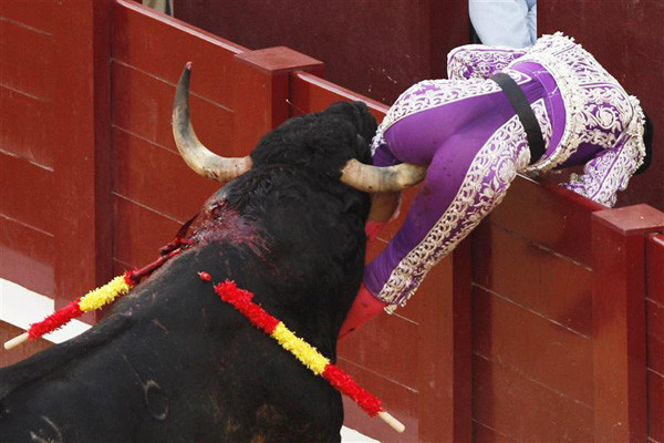 Spanish banderiller Pedro Muriel is gored by a bull during a bullfight at the Malagueta bullring in Malaga August 22, 2010. Banderillers are bullfighter's assistants whose role is to weaken the bull's massive neck and shoulder muscles using harpoon pointed sticks known as banderillas (little flags). Muriel was gored in the right thigh but his wound is not serious, said his manager Ignacio Gonzalez to the magazine Mundotoro. REUTERS/Jon Nazca (SPAIN - Tags: ANIMALS SOCIETY IMAGES OF THE DAY)